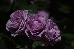 薔薇　2