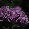 薔薇　2