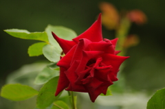 薔薇　10　代々木公園　６月