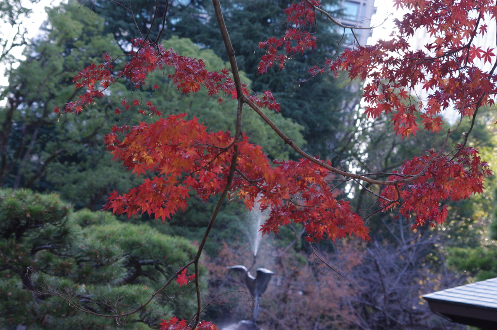 紅葉　1