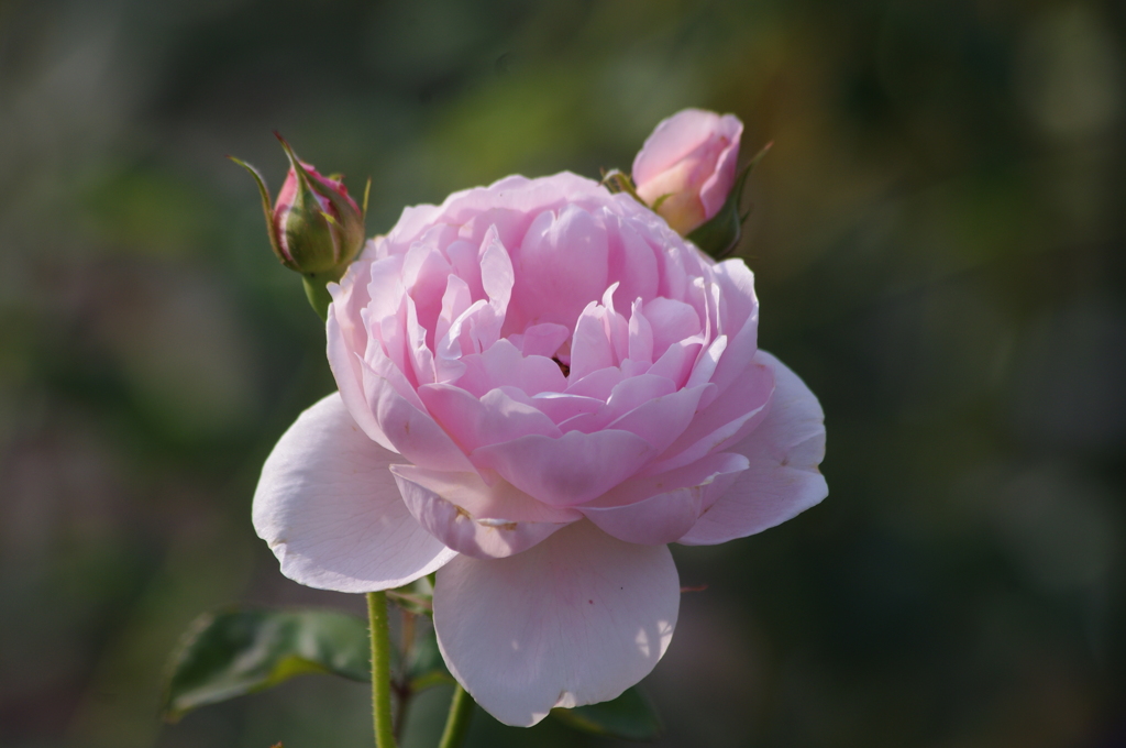 芝浦中央公園　６月下旬　薔薇　11
