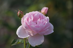 芝浦中央公園　６月下旬　薔薇　11