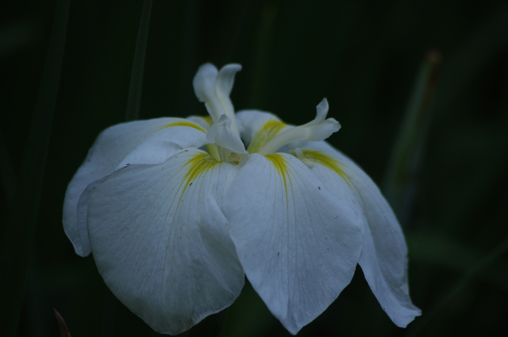 花菖蒲　3
