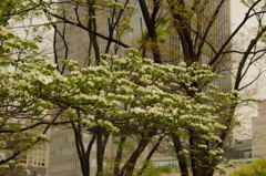 ハナミズキ　日比谷公園