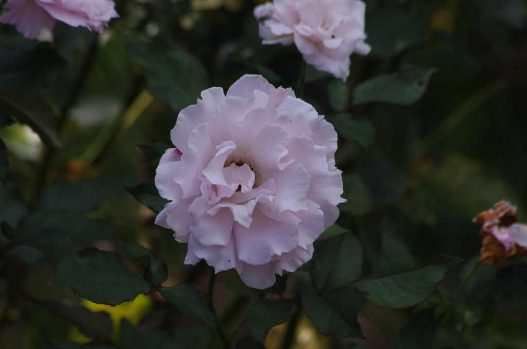 薔薇　8