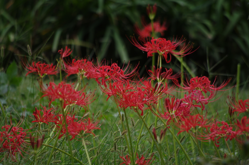 彼岸花　旧浜離宮庭園　９月