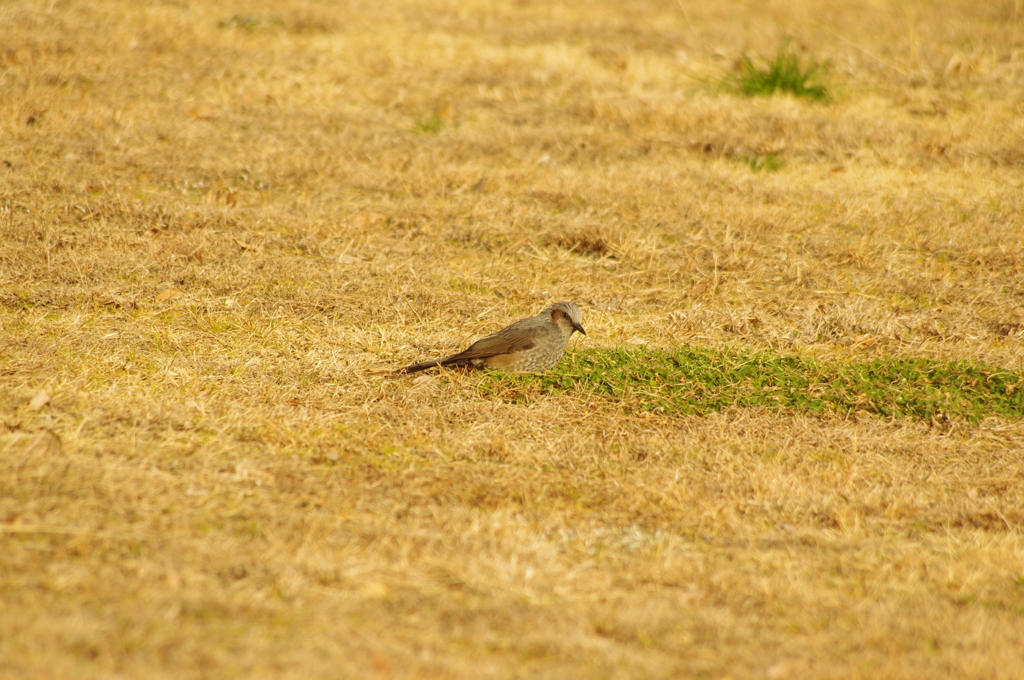 ヒヨドリ　旧浜離宮庭園　２月