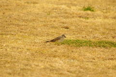 ヒヨドリ　旧浜離宮庭園　２月