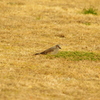 ヒヨドリ　旧浜離宮庭園　２月