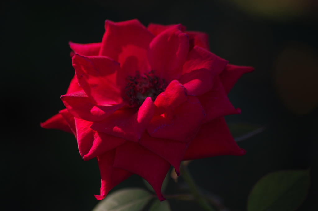 薔薇　4　芝浦中央公園　７月末