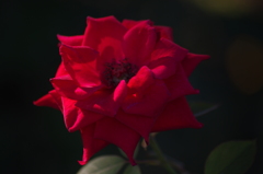 薔薇　4　芝浦中央公園　７月末