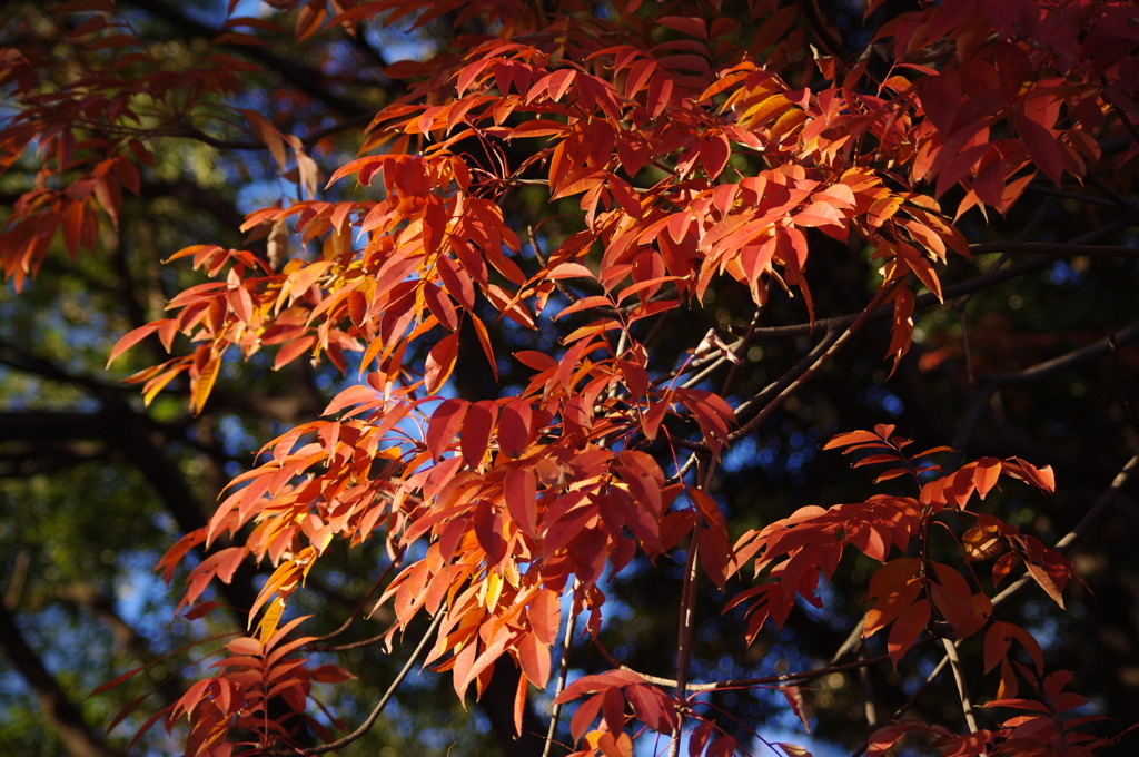 紅葉　1