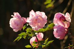 薔薇　1　新芝運河　１月下旬