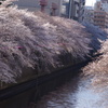 桜　1