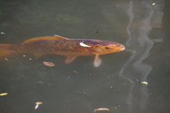 おとめ山公園　鯉