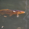 おとめ山公園　鯉