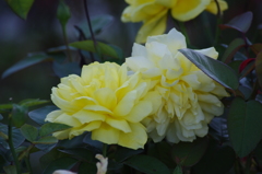 薔薇　5　山下公園　１０月