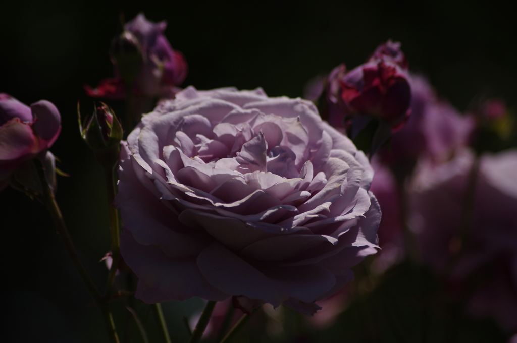 薔薇　8