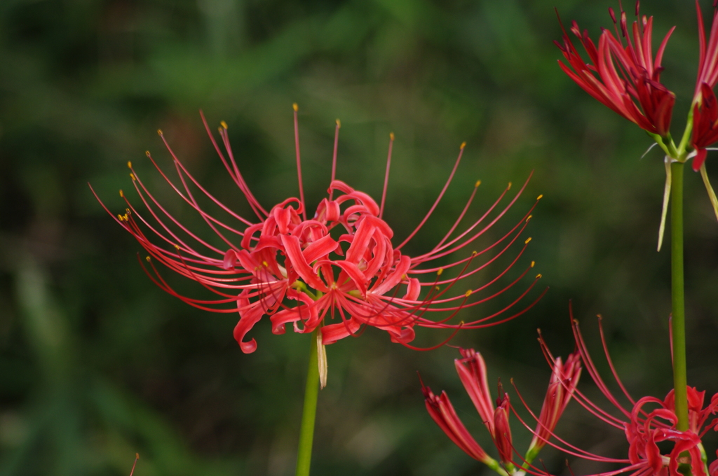 彼岸花　1　旧芝離宮庭園　9月