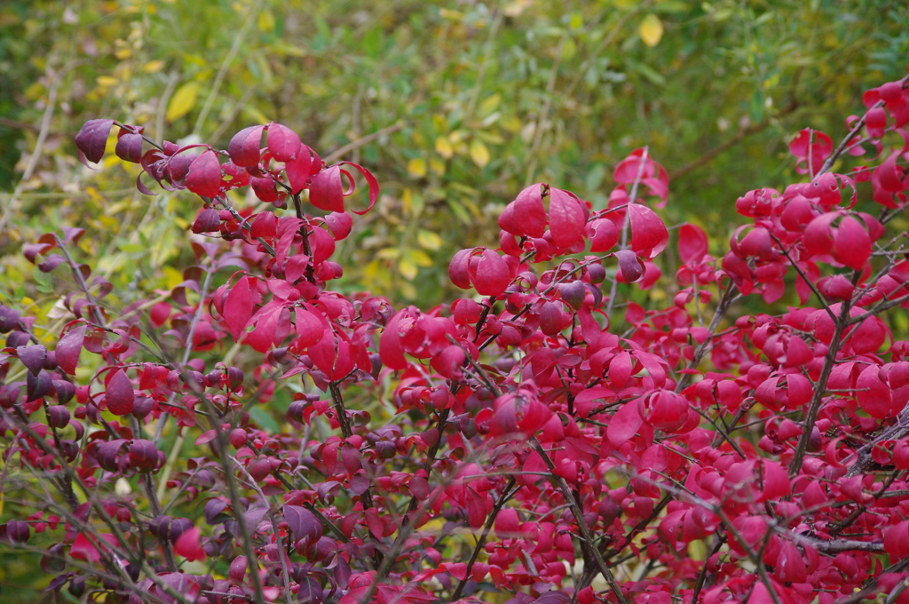 にしきざ　旧芝離宮庭園　１１月半ば