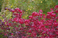 にしきざ　旧芝離宮庭園　１１月半ば