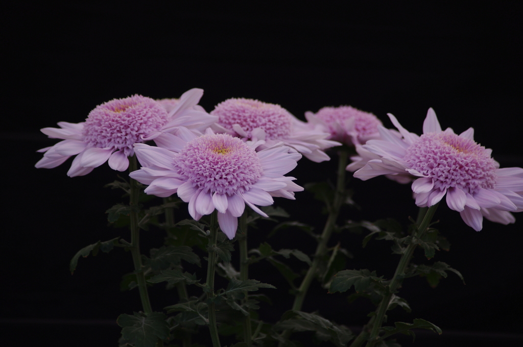 菊　8