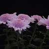 菊　8