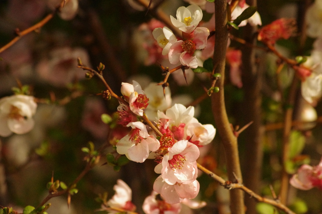 花　旧芝離宮庭園
