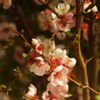 花　旧芝離宮庭園
