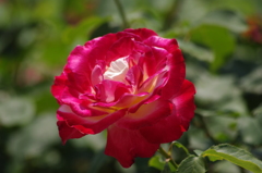 薔薇　4