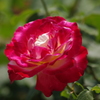 薔薇　4