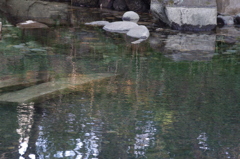 池の底の石