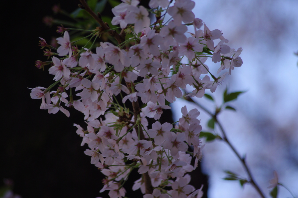桜