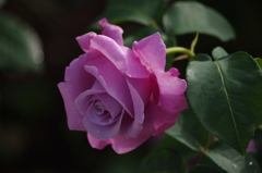 薔薇　2