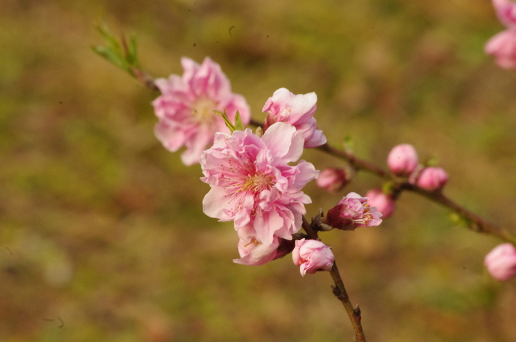 梅　日比谷公園