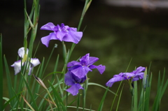 旧古河庭園　６月　ハナショウブ