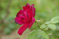 薔薇　7