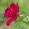 薔薇　7