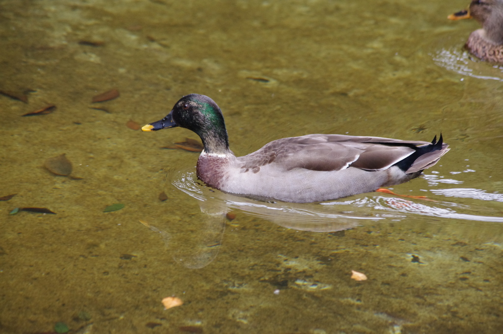 カモ　2　大横川親水公園