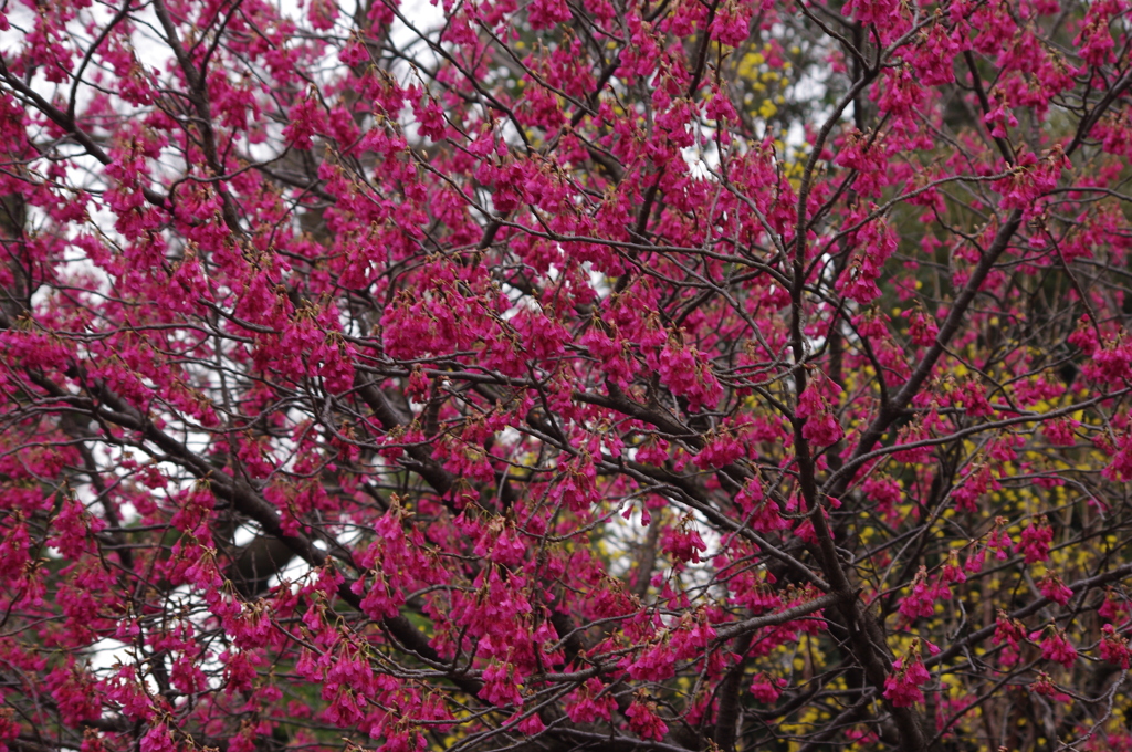 寒緋桜