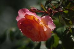 薔薇　11