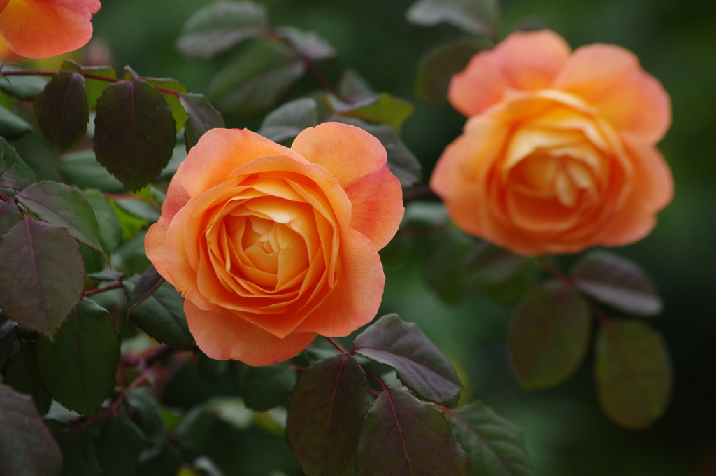 薔薇　29　山下公園　5月