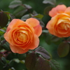 薔薇　29　山下公園　5月