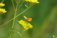 花と蝶　2