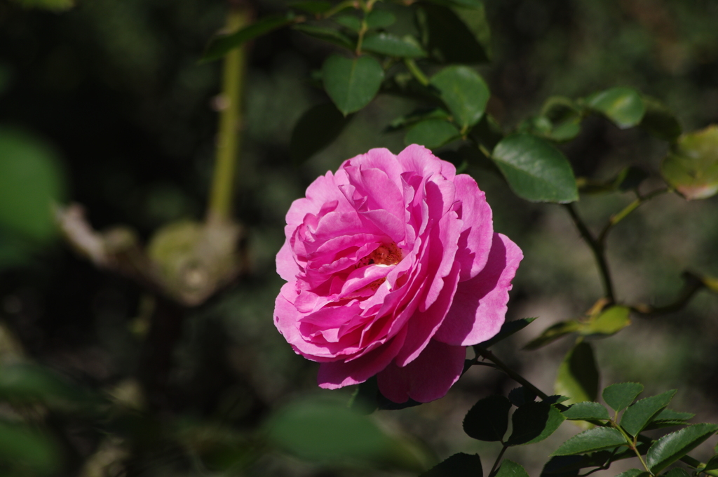 薔薇　2