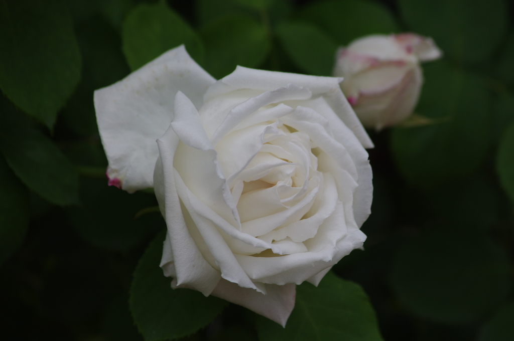 薔薇　21　山下公園　5月
