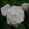 薔薇　21　山下公園　5月