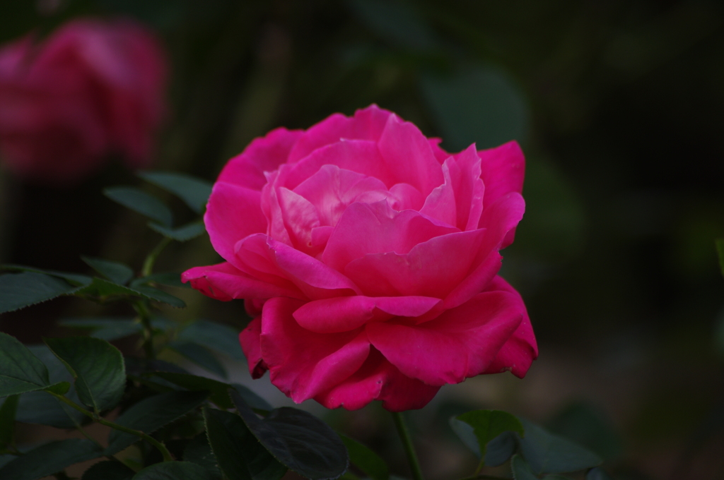 薔薇21