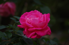薔薇21