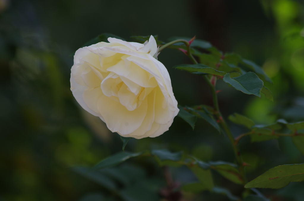 薔薇　1